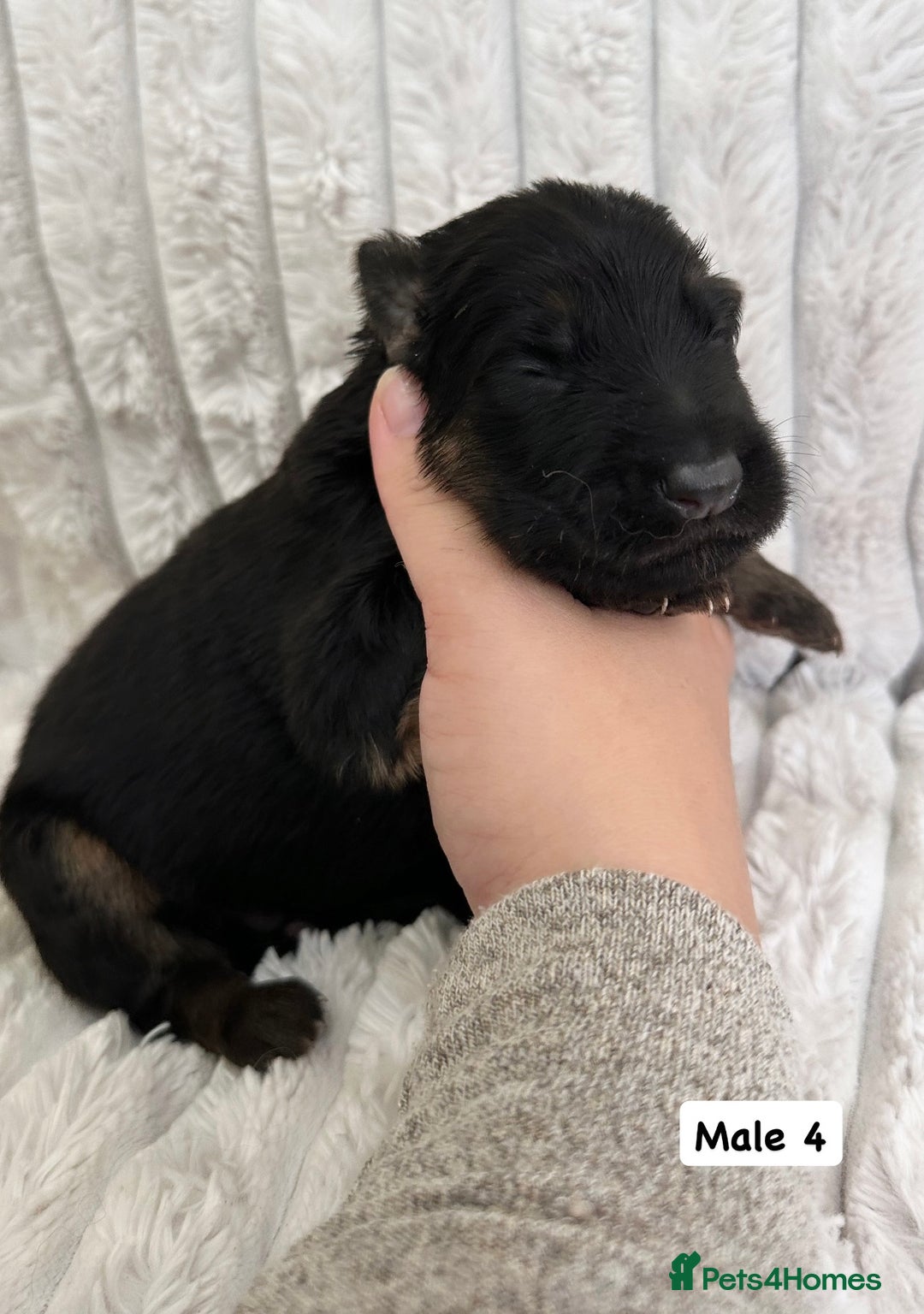 German Shepherd dogs for sale: BIG BONDED, LONG HAIRED GSD PUPPYS  - Image 13