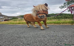 Shetland pony horses for sale: Beautiful 7h Mini shetland Gelding  - Image 7