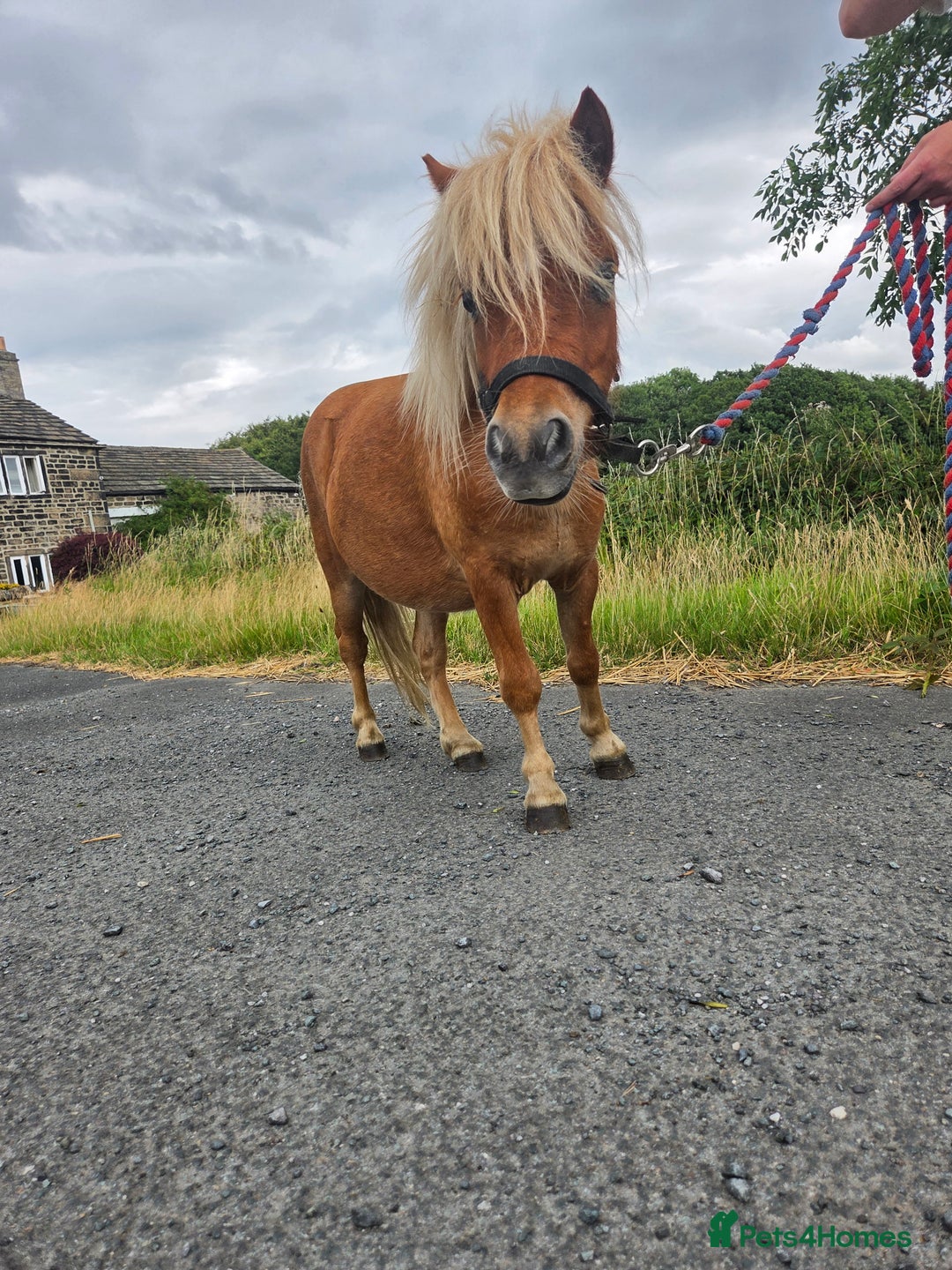Shetland pony horses for sale: Beautiful 7h Mini shetland Gelding  - Image 7