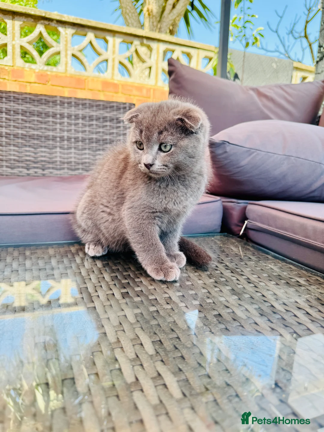 Scottish Fold cats for sale: ✨ Kittens Looking for Forever Homes ✨ - Advert 39
