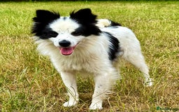 Chihuahua dogs for adoption: Toffy in West Malling - Image 1