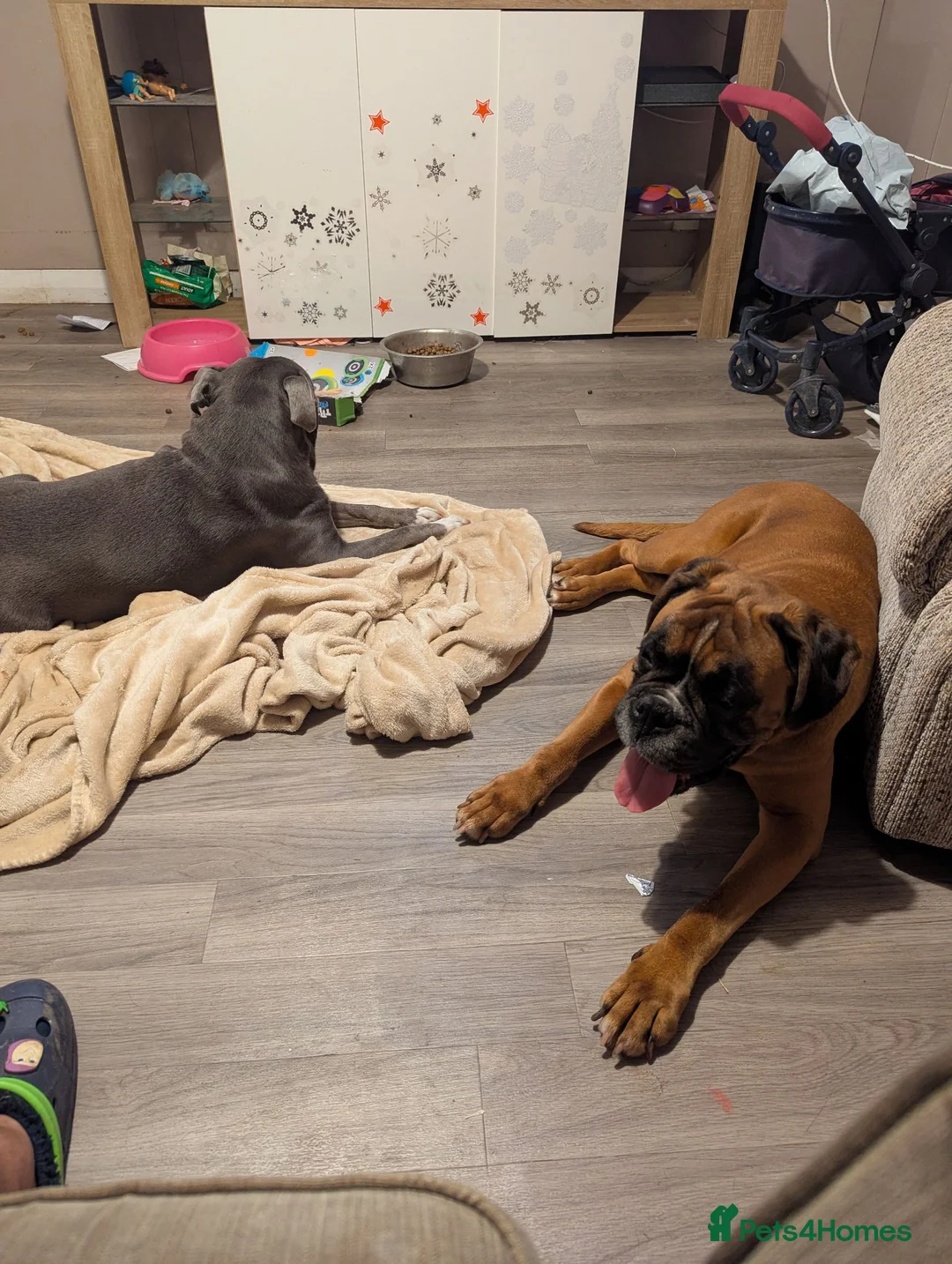 Boxer dogs for sale: Female boxer  - Advert 2
