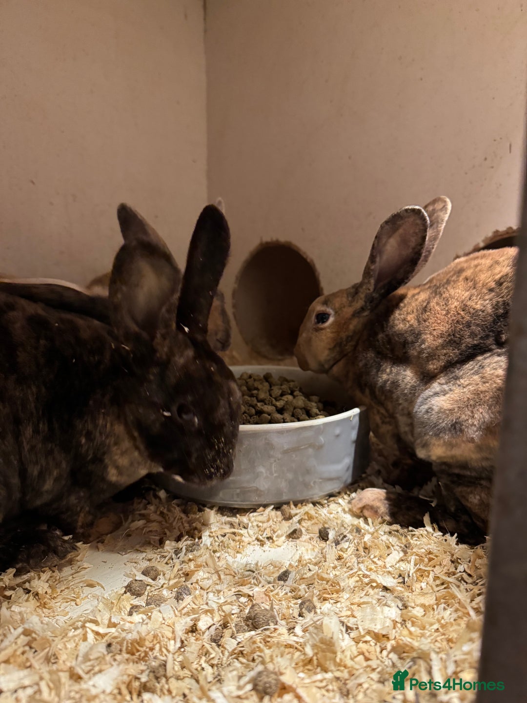 Mixed Breed rabbits for sale: Mixed baby rabbits  - Advert 10