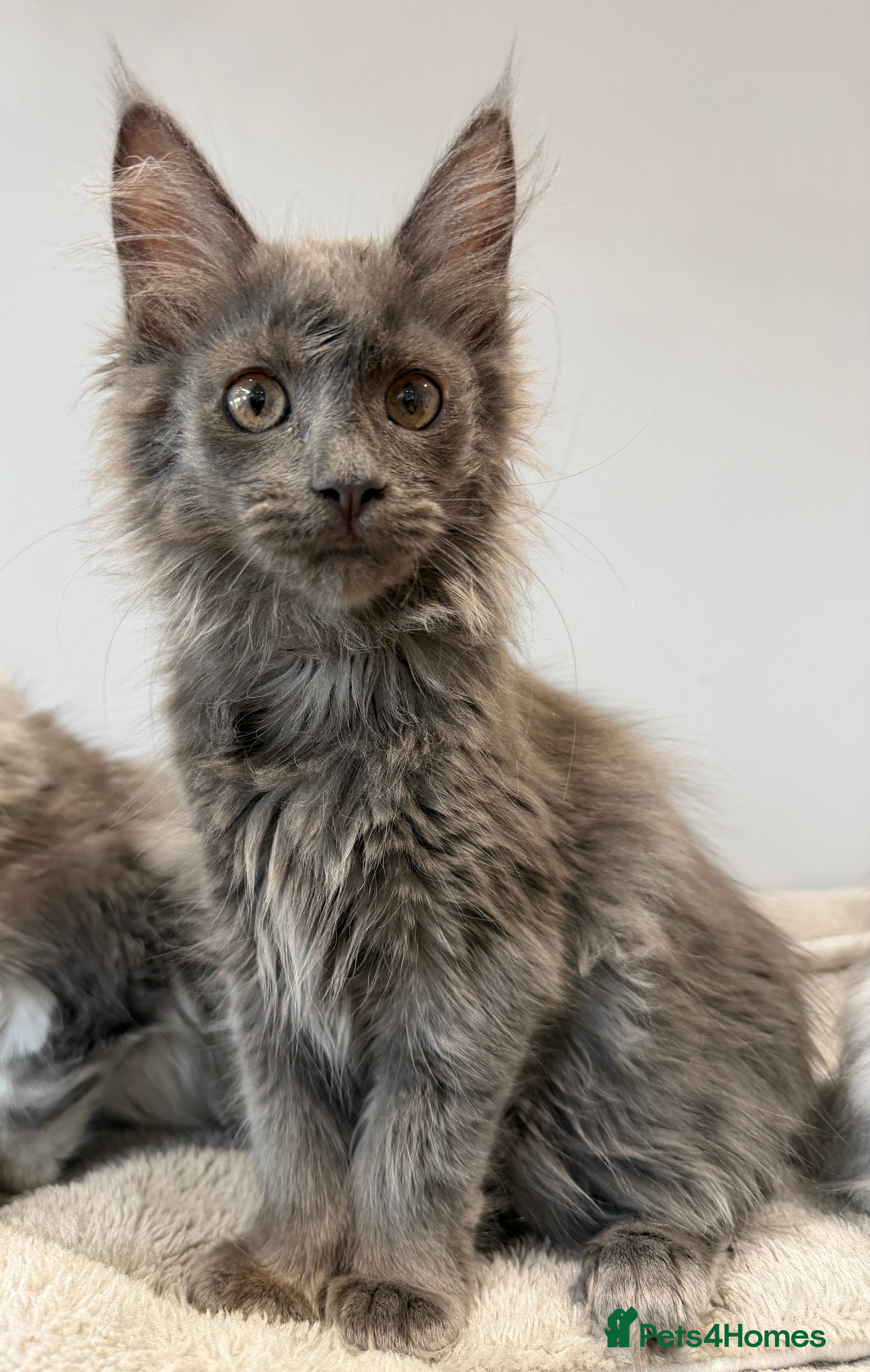 Maine Coon cats Stunning Maine Coon Kittens Shaded Lines - Advert 2