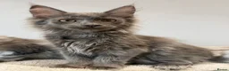 Maine Coon cats for sale: Stunning Maine Coon Kittens Shaded Lines - Advert 2