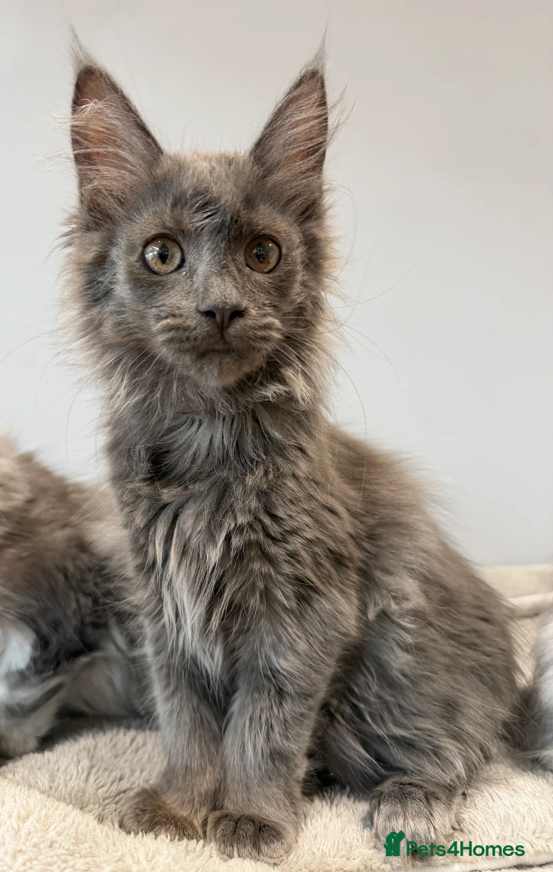 Maine Coon cats for sale: Stunning Maine Coon Kittens Shaded Lines - Advert 2