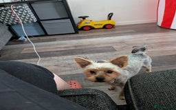 Yorkshire Terrier dogs for sale: Beautiful Yorkshire terrier puppies  - Image 8