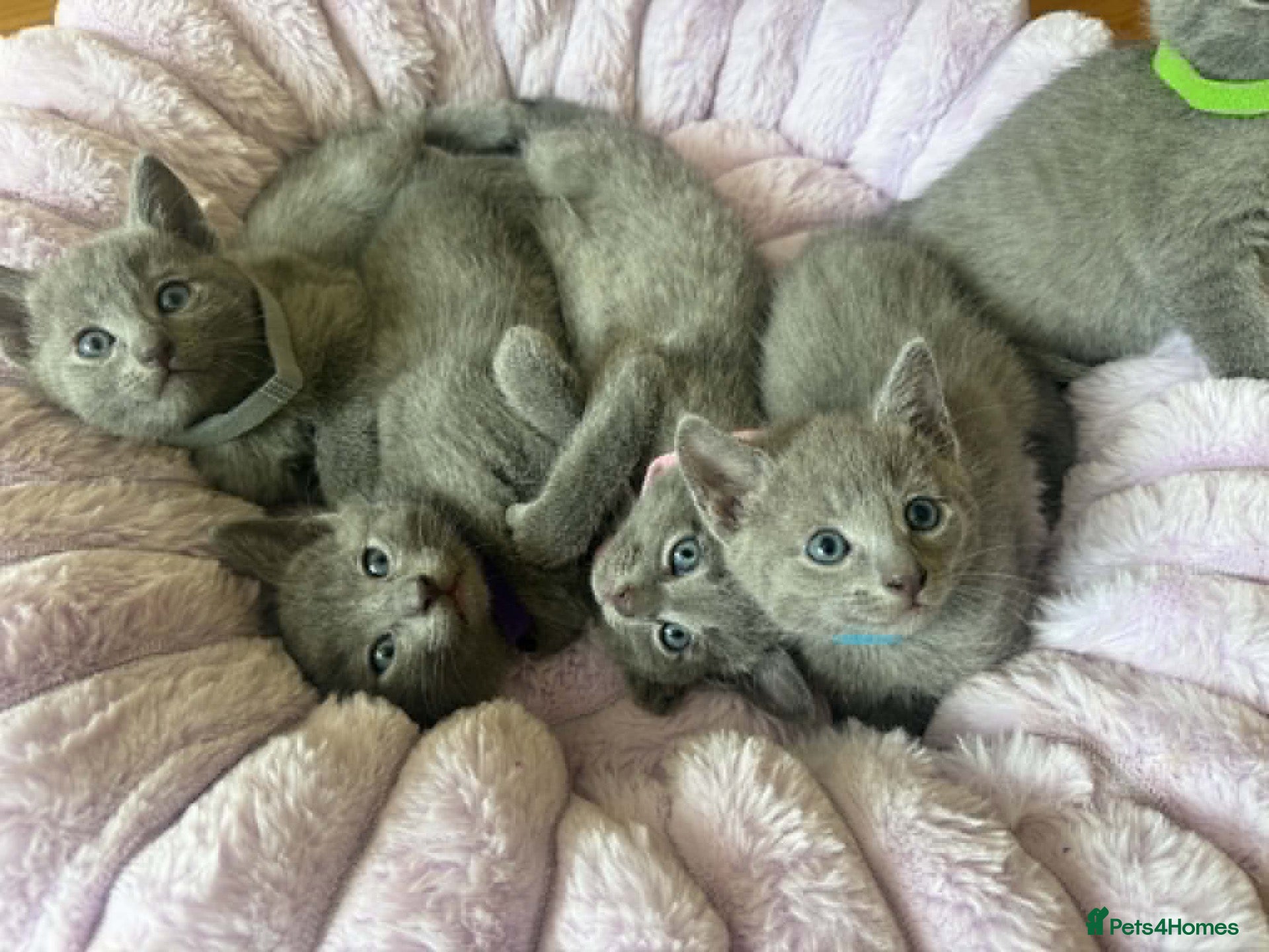 Russian Blue cats TICA REGISTERED Pure Breed Russian Blue Kittens - Advert 2