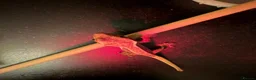 Gecko reptiles for sale: Baby crested gecko  - Advert 2