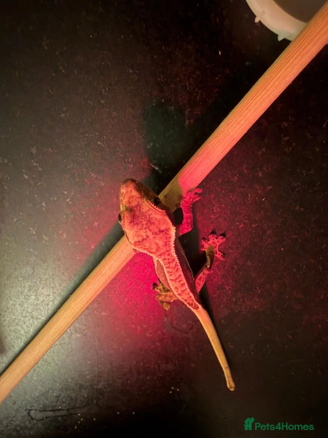 Gecko reptiles for sale: Baby crested gecko  - Advert 2
