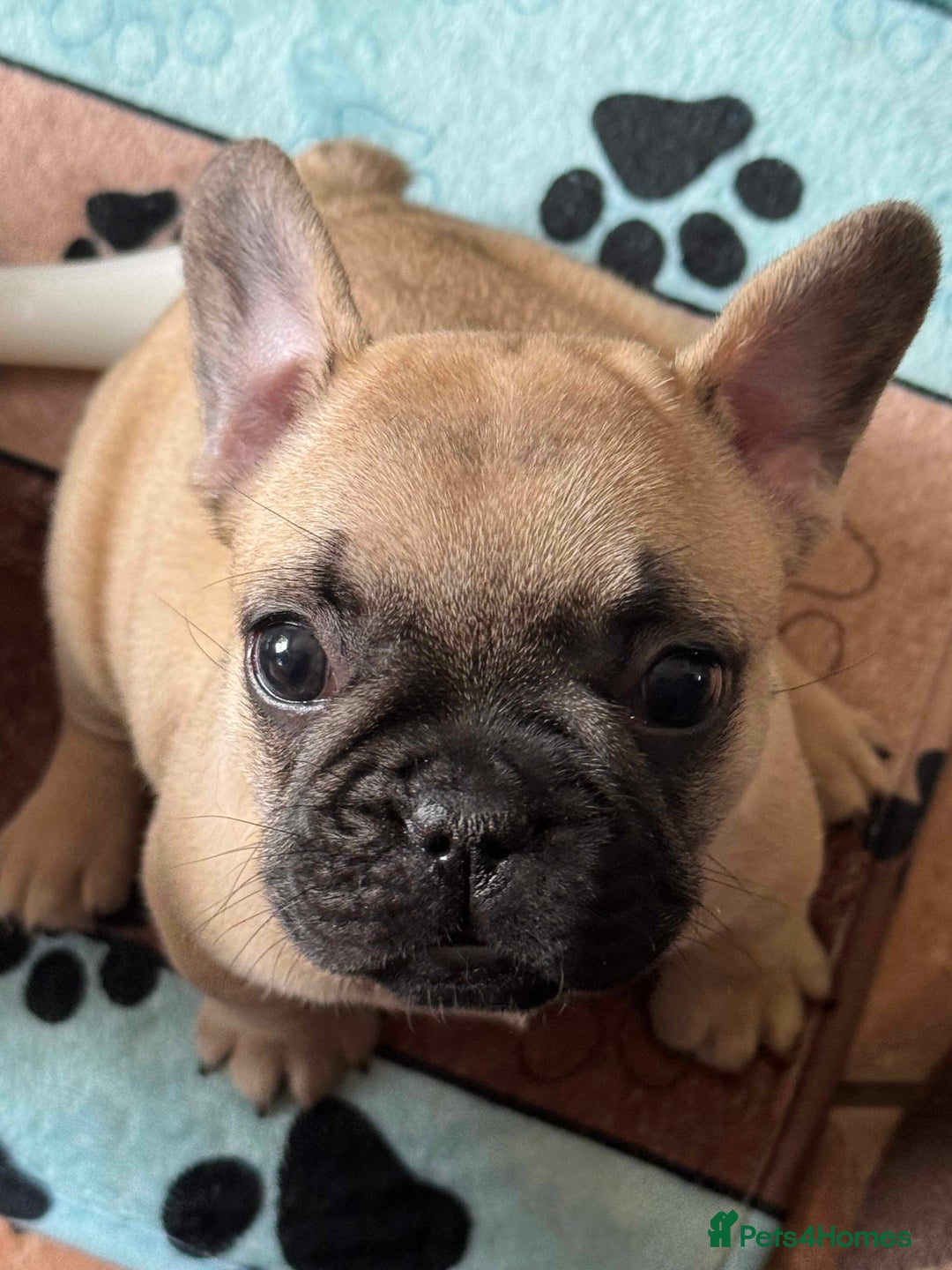 French Bulldog dogs for sale: Home-Reared French Bulldog Puppies – KC Registered - Image 9