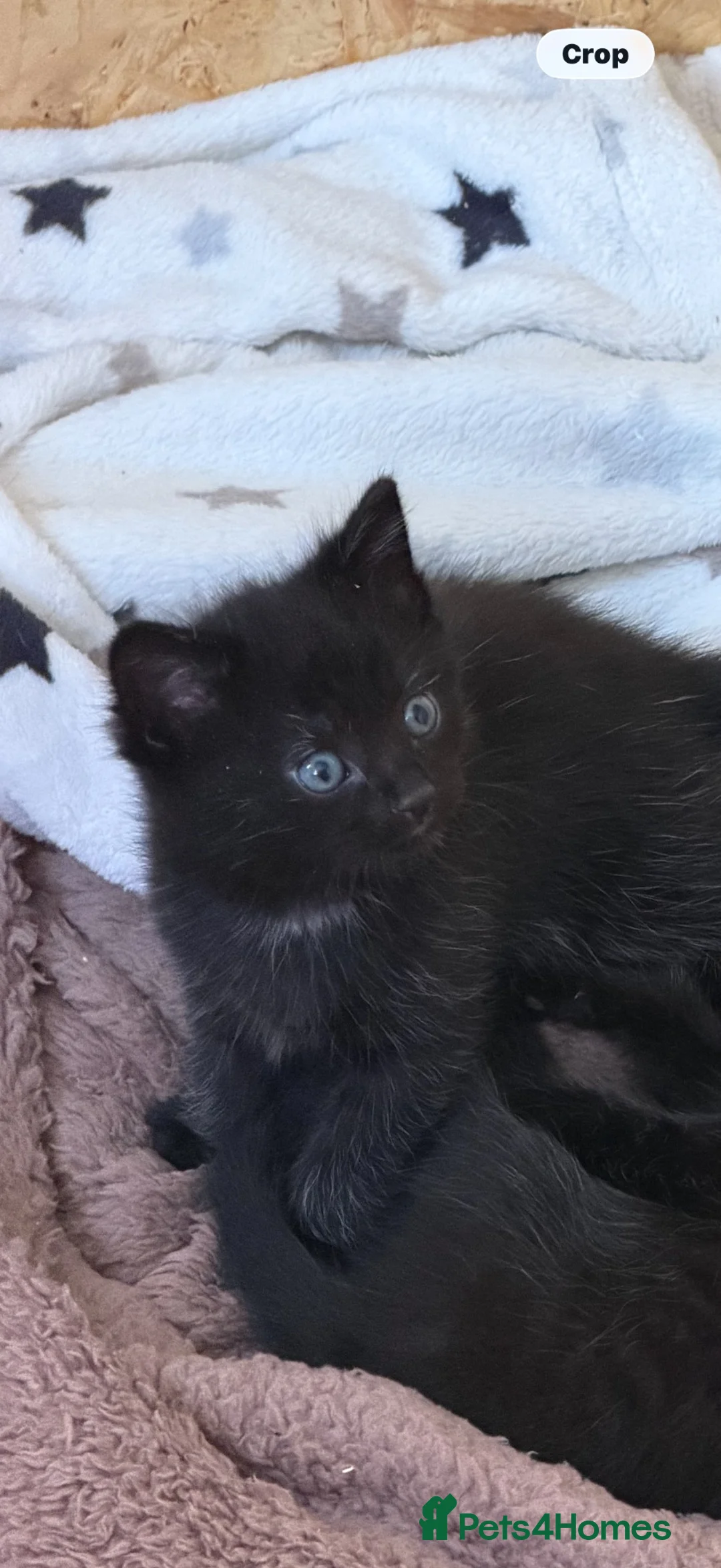 Mixed Breed cats for sale: Male kitten ready for his forever home  - Advert 1