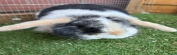 Mini Lop rabbits for sale: Pure Mini lop boy  - Advert 9