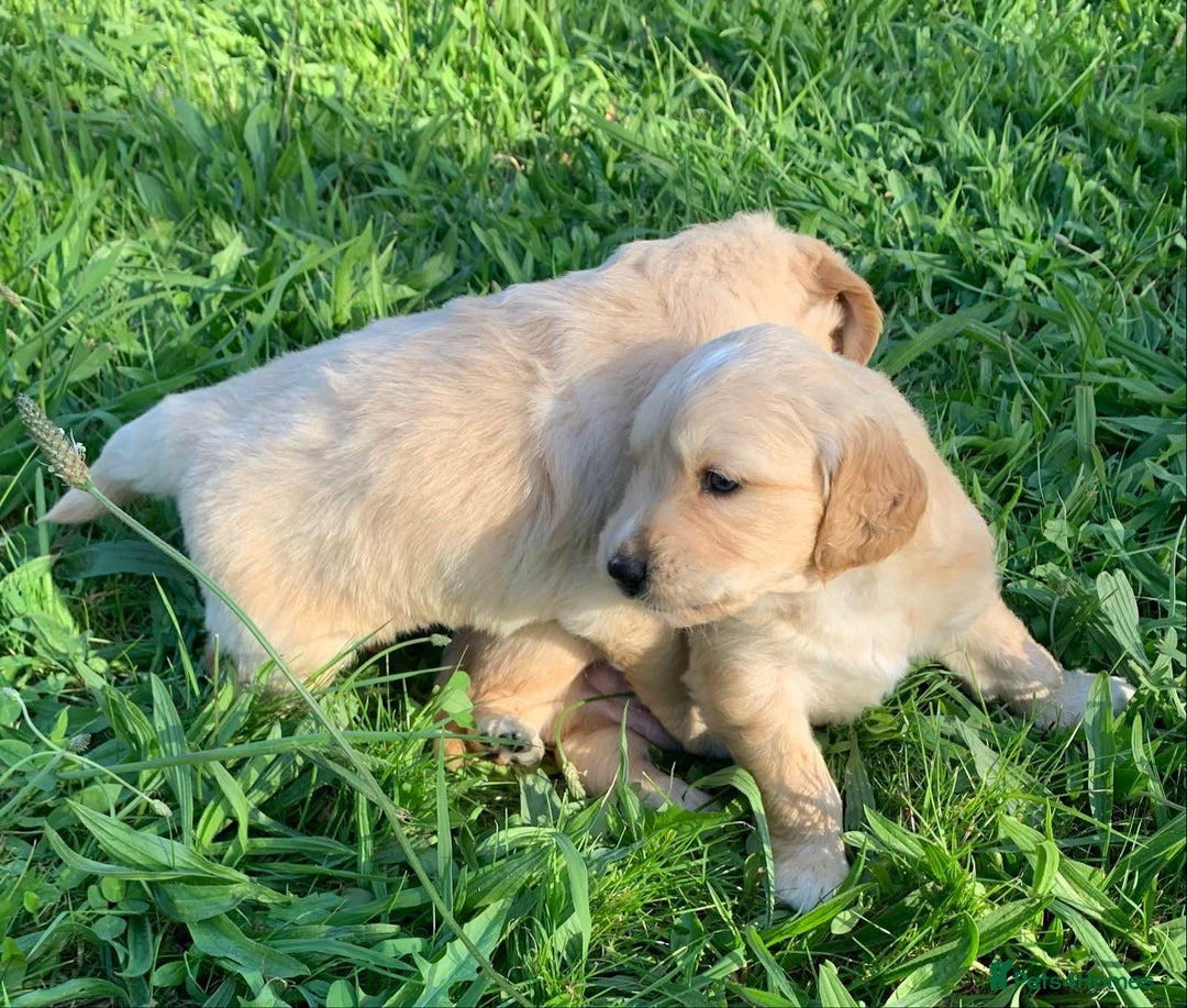 Golden Retriever dogs for sale: Welcome! Our Quality Golden Retriever Puppies - Advert 6