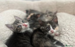 Persian cats for sale: Persian cross  - Image 18
