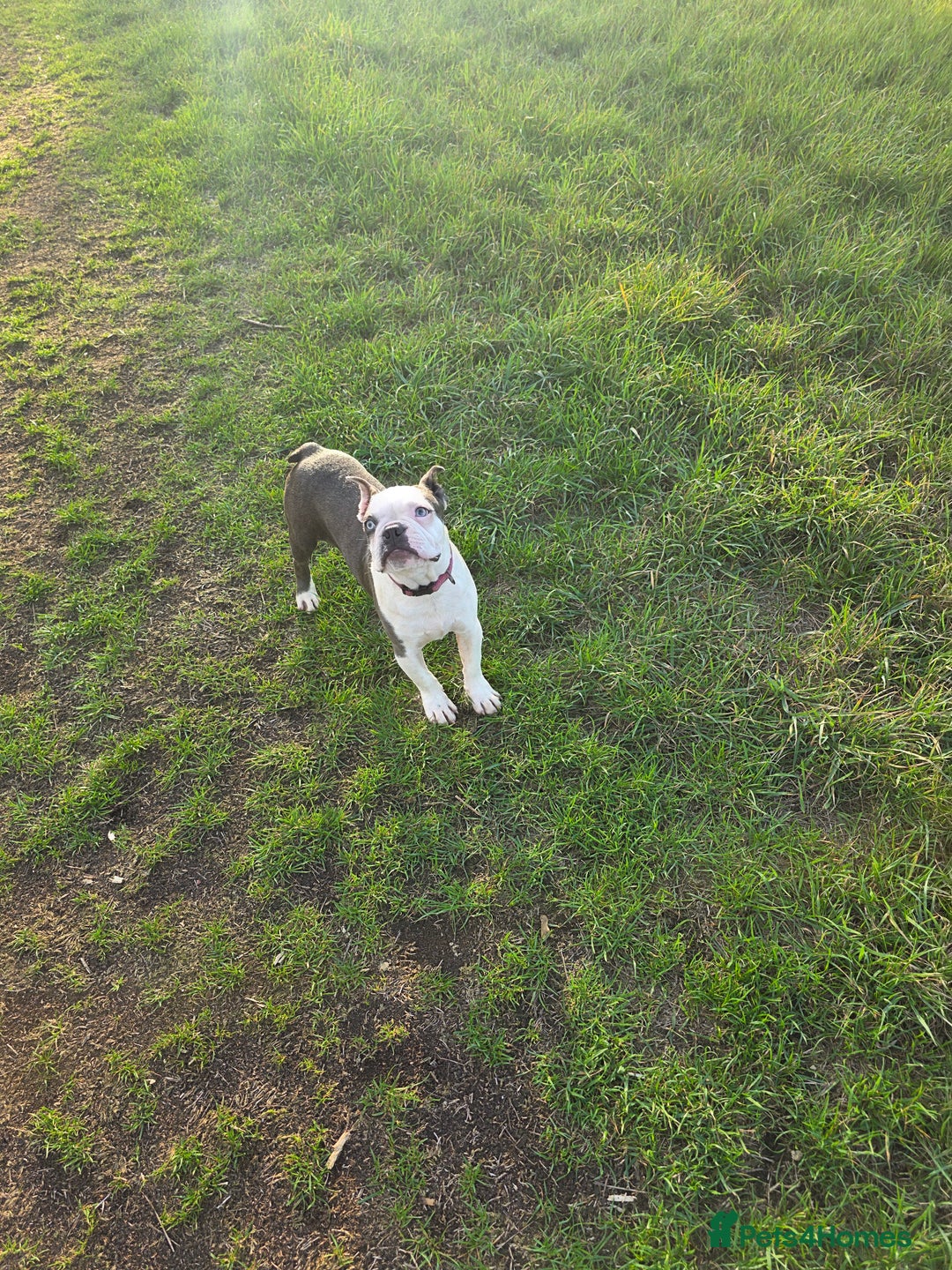 Boston Terrier dogs for stud: Kc registered blue white boy - Advert 5