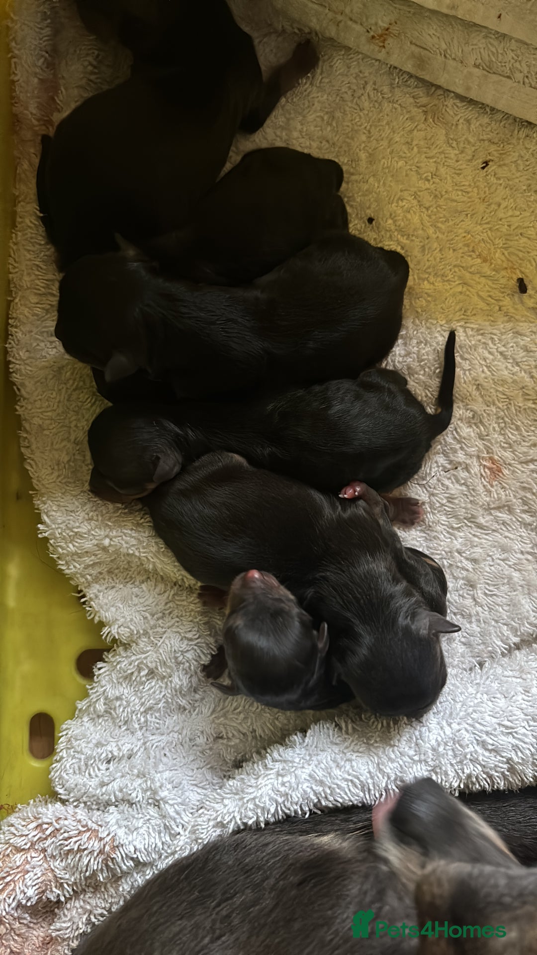 Mixed Breed dogs for sale: Jackawawa puppies  - Image 4