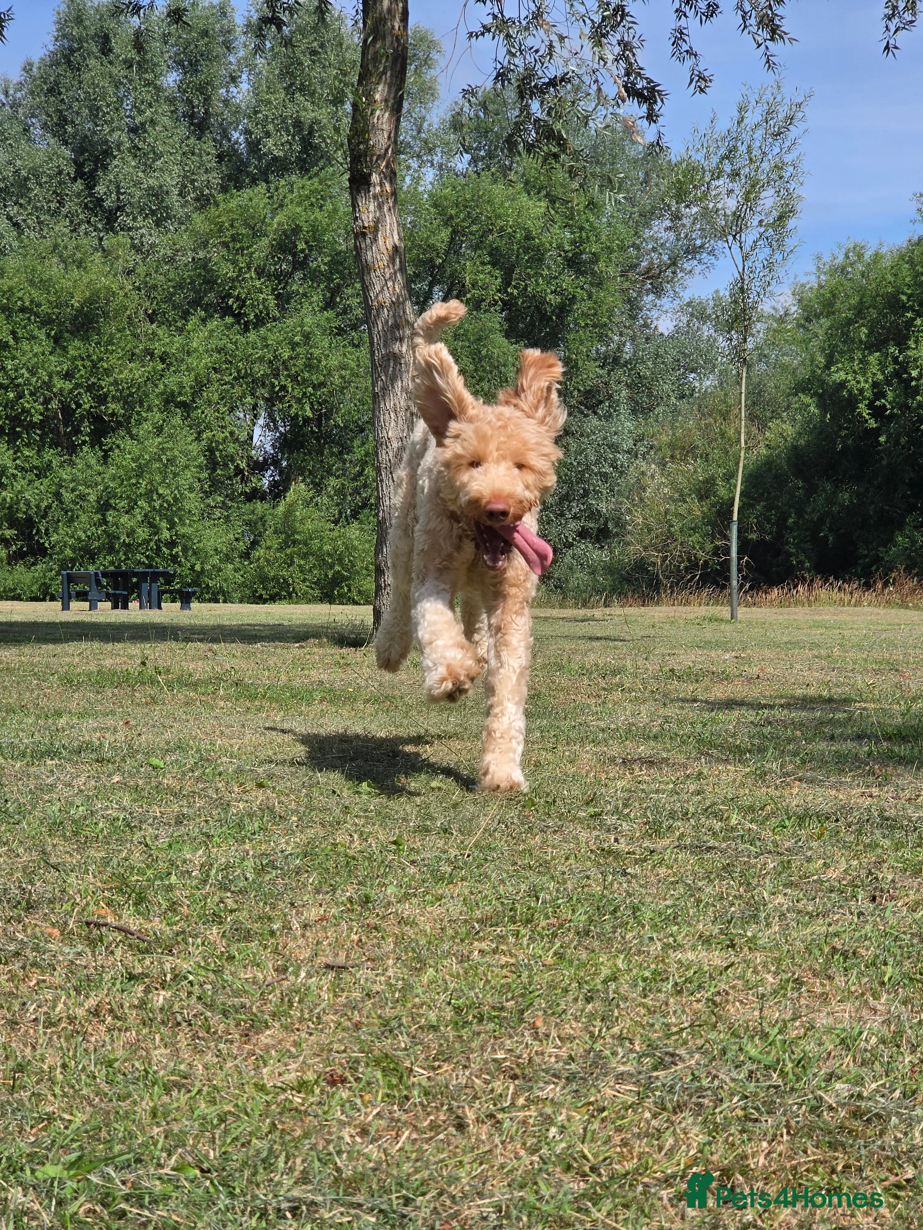 Labradoodle dogs Labradoodle - Advert 1
