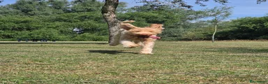 Labradoodle 1