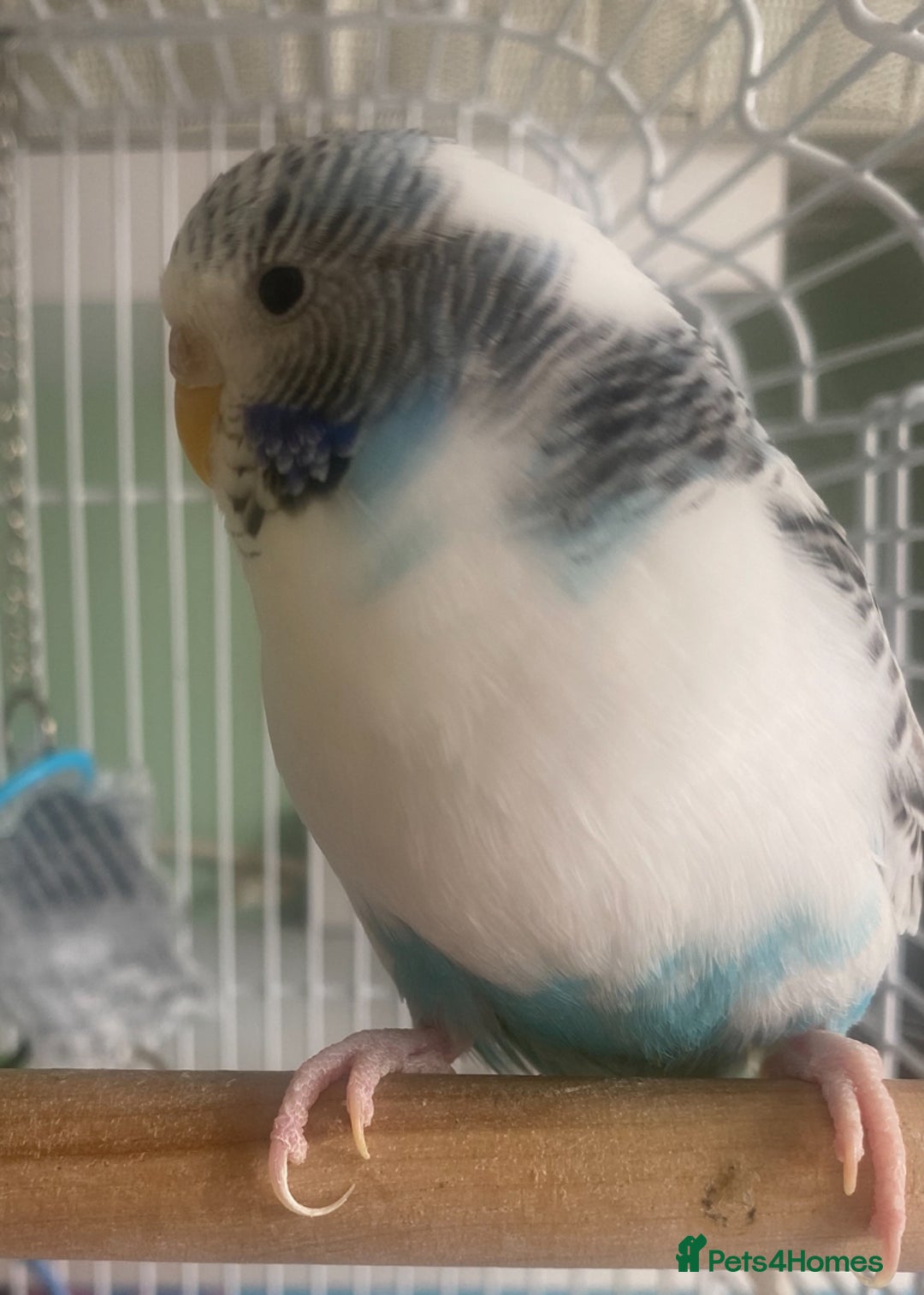 Budgerigars birds for sale: Snowy. Female Budgie. With cage. 5 years old.  - Image 9