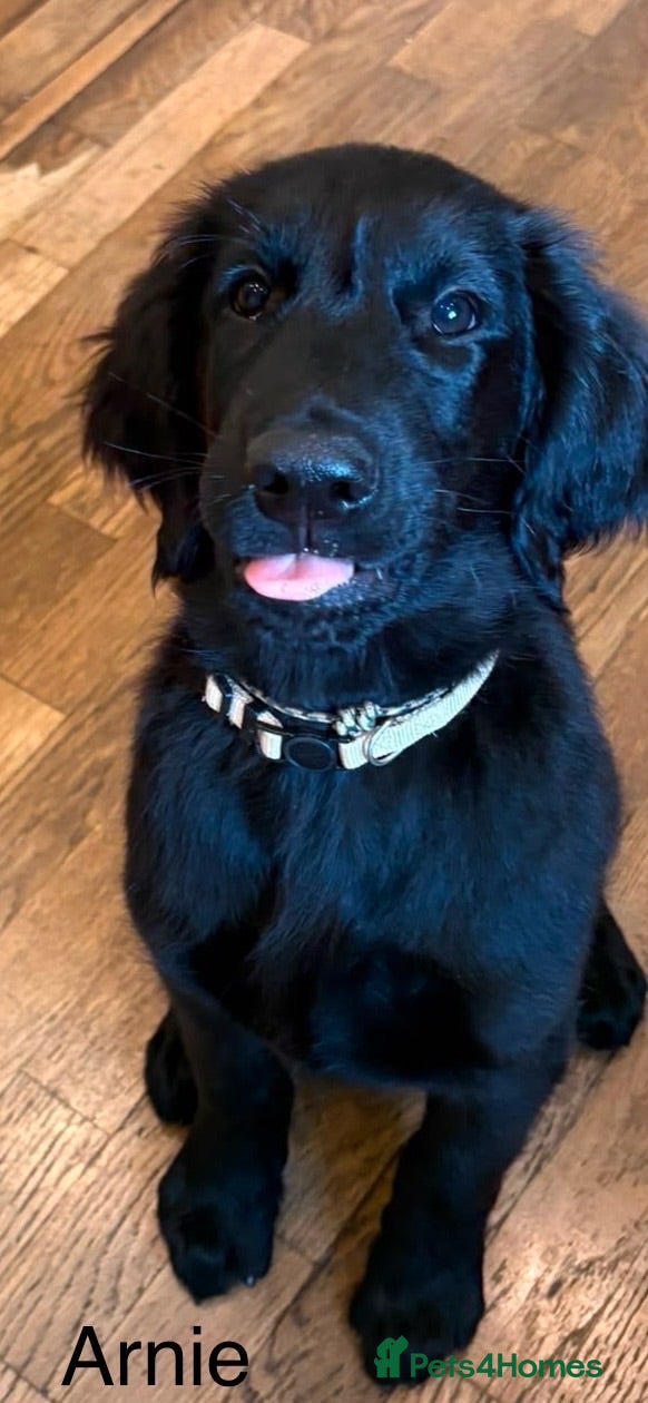 Flat coated Retriever dogs Last one! Stunning Flat Coated Retriever Pups - Advert 6