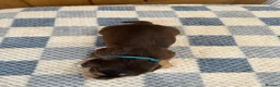Cocker Spaniel dogs for sale: Health Tested Kc Show Type Cocker Spaniel Puppies - Advert 6