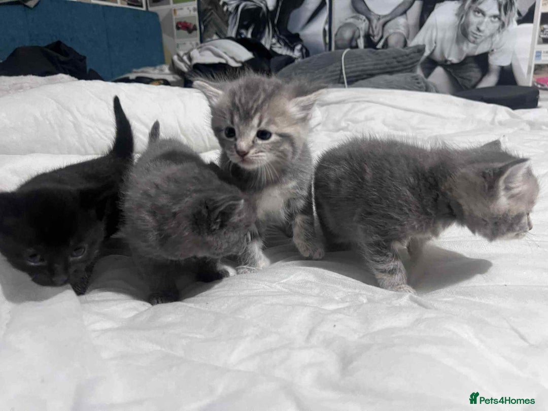 Mixed Breed cats for sale: Kittens for sale - Image 2