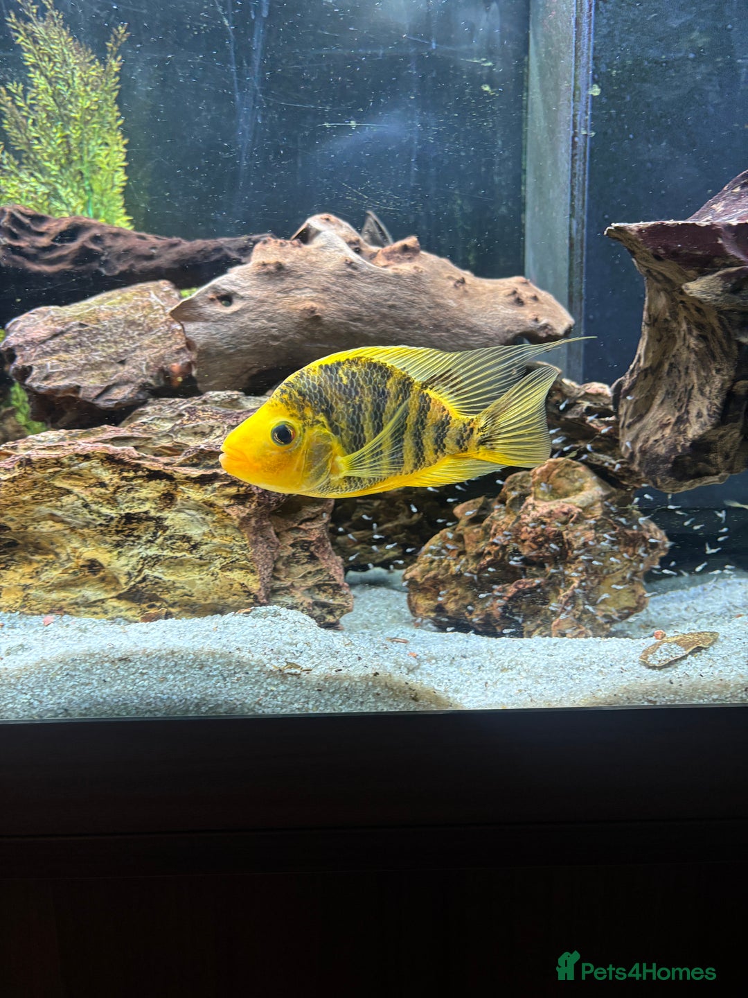 Cichlids fish for sale: Breeding Pair of Large Cichlids - Proven & Active - Advert 2