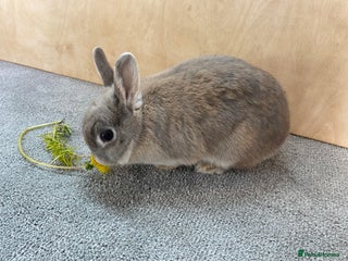 Netherland Dwarf rabbits - Advert 11