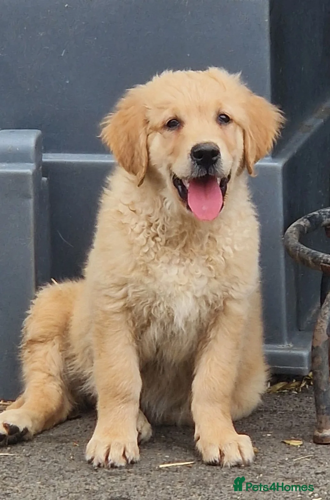 Golden Retriever dogs for sale: Stunning golden Girls - Advert 1