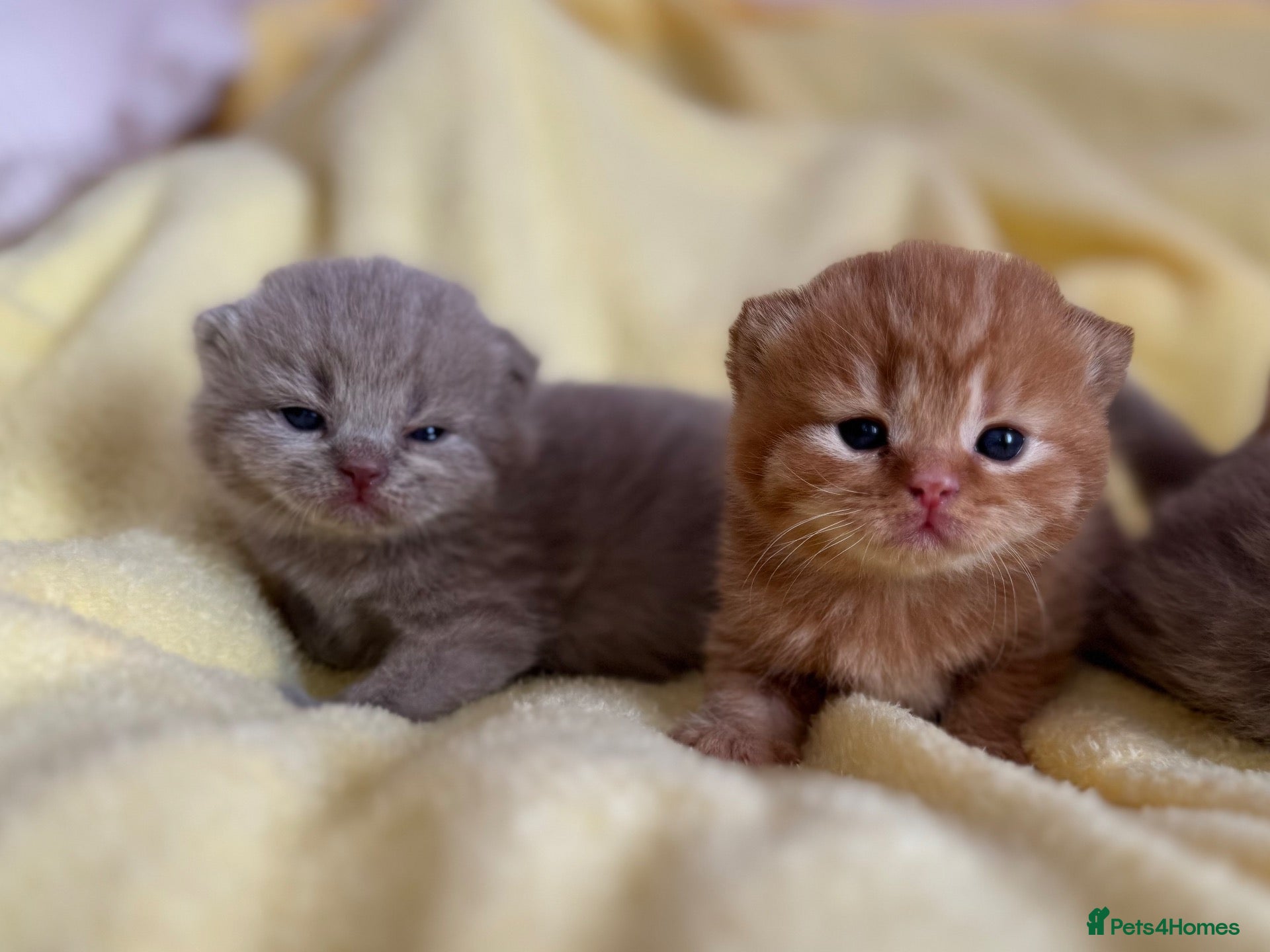 British Shorthair cats 💜❤️BSH babies , red, lilac TICA reg, ready Nov - Advert 2