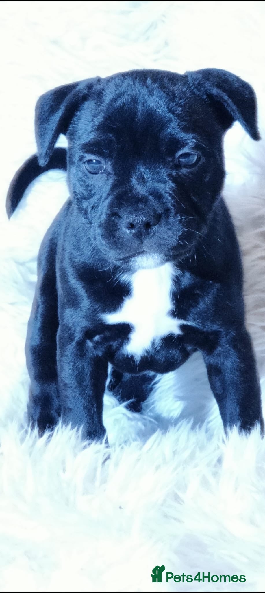 Staffordshire Bull Terrier dogs Extensively Health Tested KC S.B.T - Advert 12