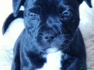 Staffordshire Bull Terrier dogs Extensively Health Tested KC S.B.T - Advert 6