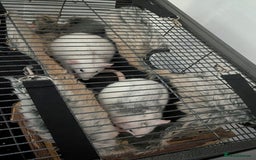 Rat rodents for sale: Rats for free  - Image 2