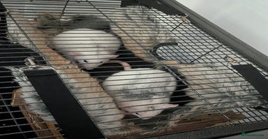 Rat rodents - Advert 6