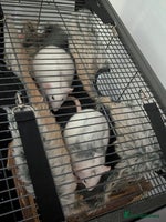Rat rodents - Advert 11
