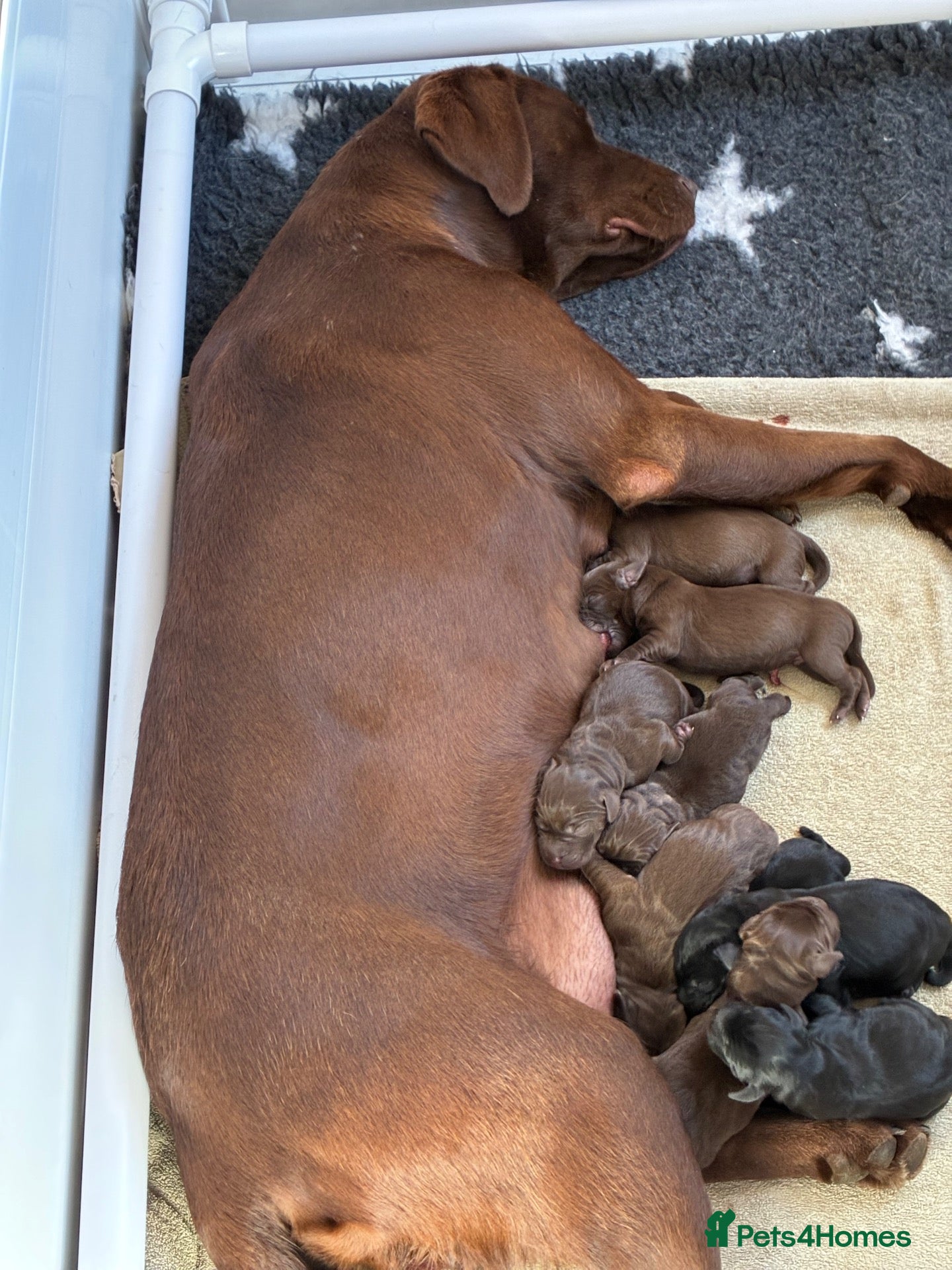 Labrador Retriever dogs 1 LEFT BLACK FEMALE - KC Reg Labradors  - Advert 10