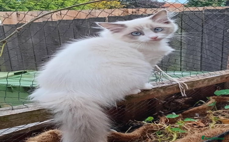 Ragdoll cats - Advert 16