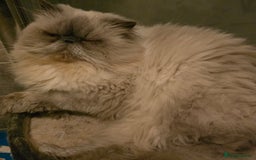 Persian cats for sale: Last kitten Ready Sat. Affectionate Persian Boy 🐾 - Image 21