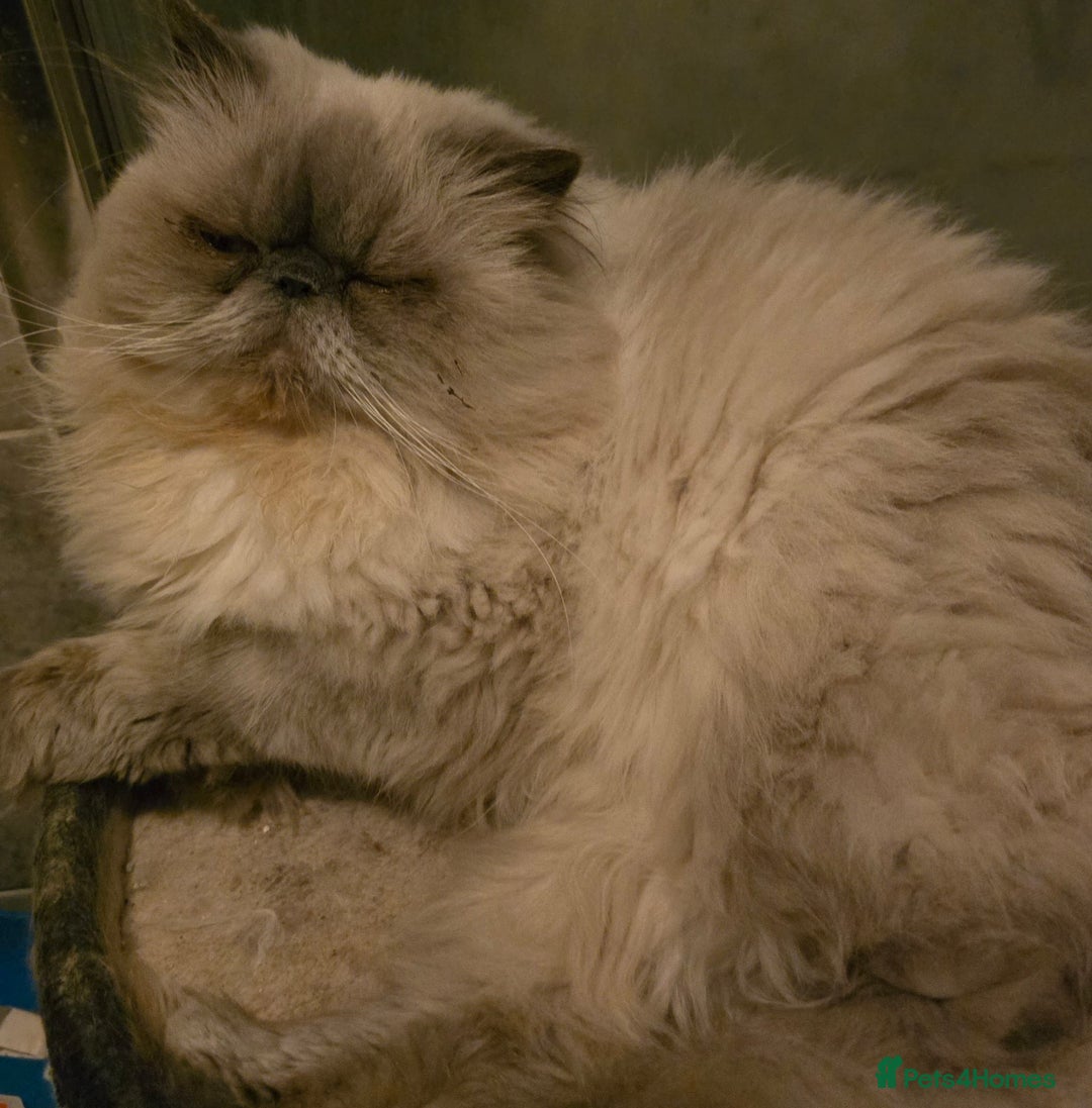 Persian cats for sale: Last kitten Ready Sat. Affectionate Persian Boy 🐾 - Image 21