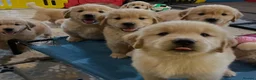 Golden Retriever dogs for sale: Golden retriever puppies - Advert 10