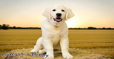 Golden Retriever dogs - Advert 2