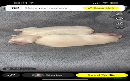 French Bulldog dogs for sale: Fluffy French bulldog male  - Image 10