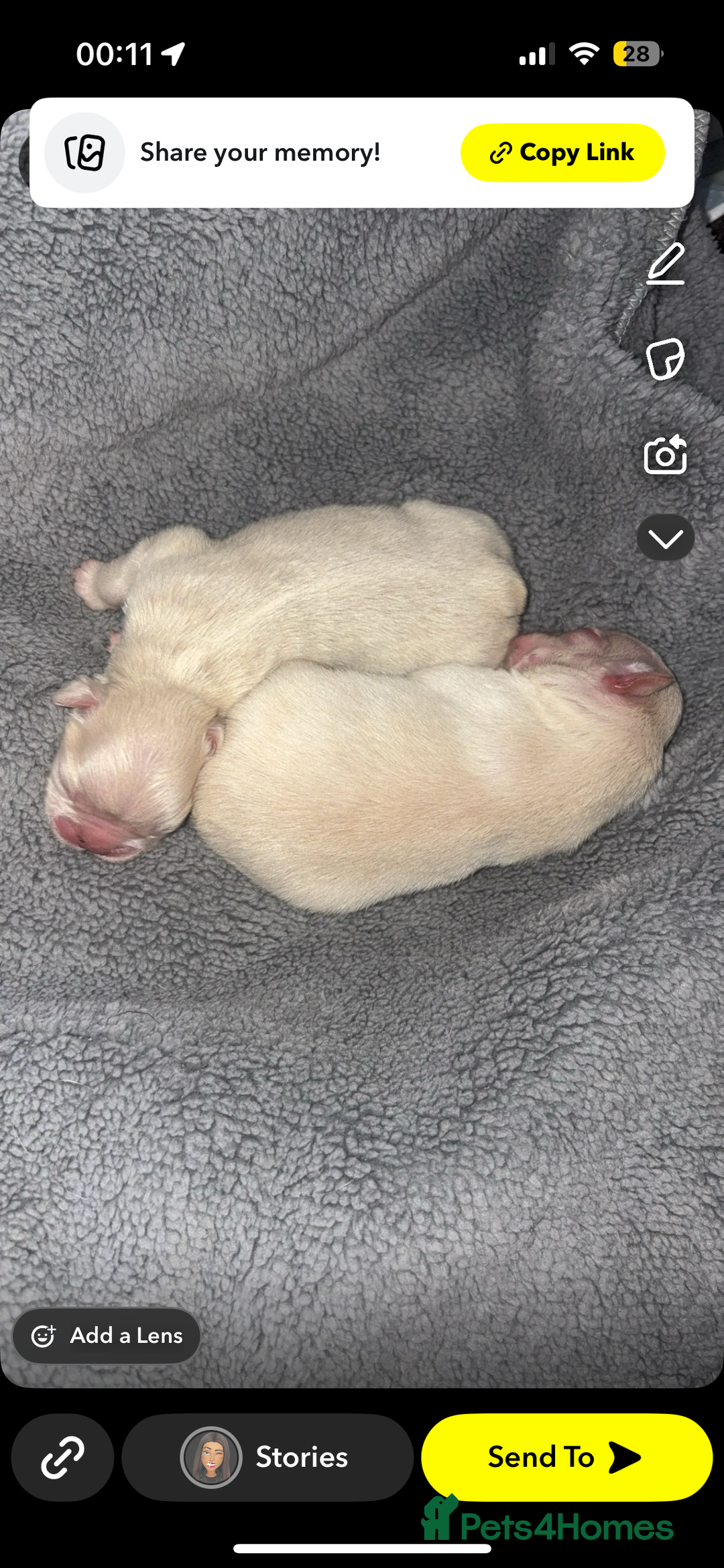 French Bulldog dogs for sale: Fluffy French bulldog male  - Image 10