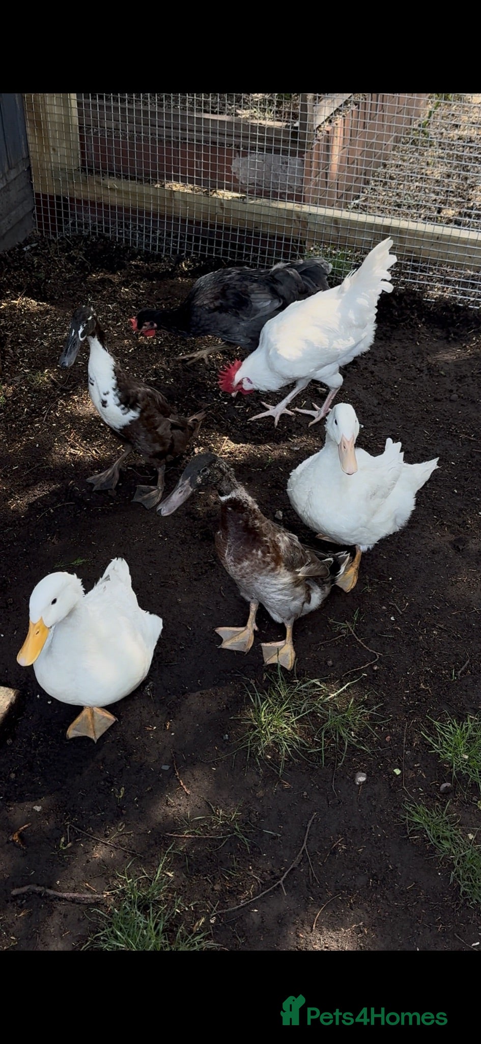 Ducks poultry Ducks Pekins /indian runners - Advert 3