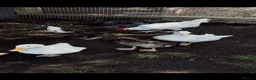 Ducks poultry for sale: Ducks Pekins /indian runners - Advert 1