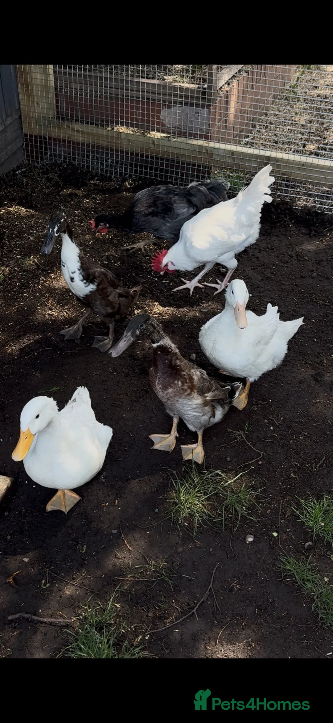 Ducks poultry for sale: Ducks Pekins /indian runners - Advert 1