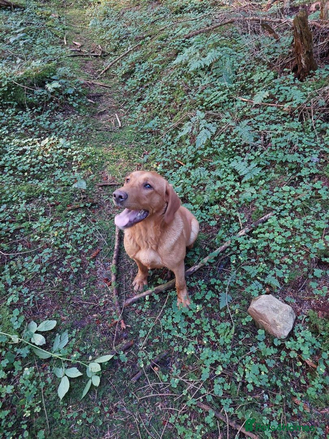 Labrador Retriever dogs for sale: Sam 2yrs 4mths Kc reg  - Image 3