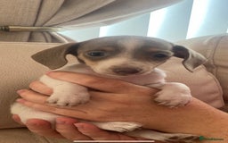 Miniature Dachshund dogs for sale: Last tiny female Miniature dachshund puppies  - Image 1