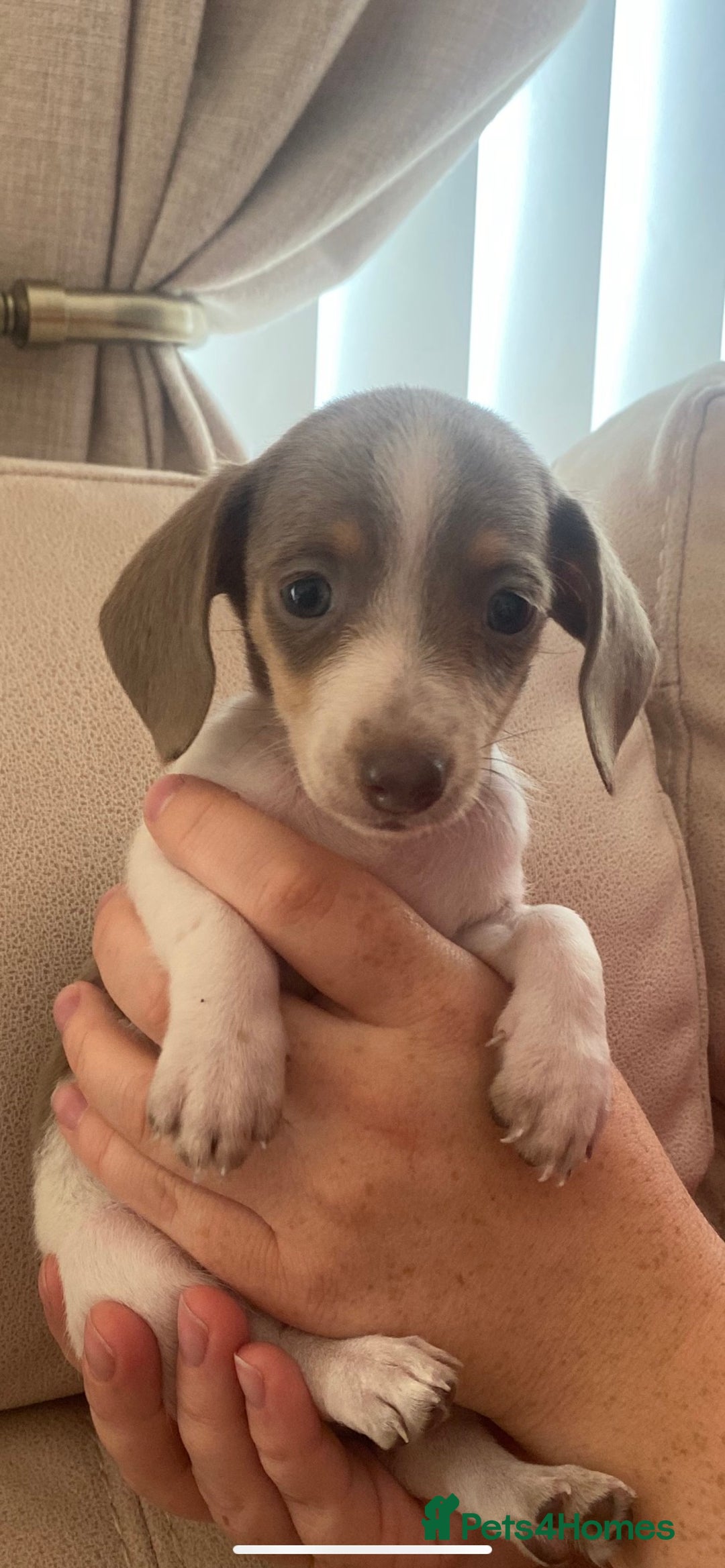 Miniature Dachshund dogs for sale: Last tiny female Miniature dachshund puppies  - Image 1
